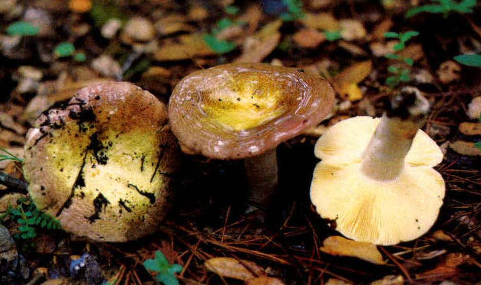 Russula olivacea (Schaeff.) Fr.